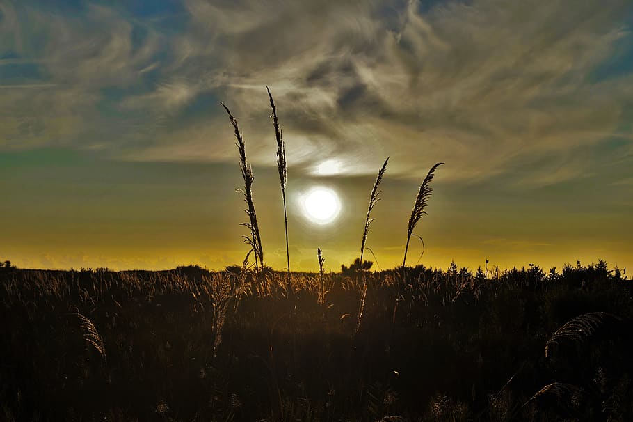 sunset, spring, ears, open air, sky, clouds, beauty in nature HD wallpaper