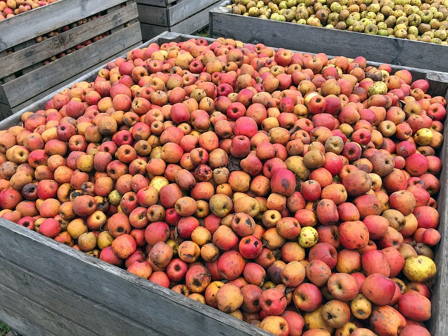 apple, red apples, harvest, fruit tree, food, freshness, market HD wallpaper