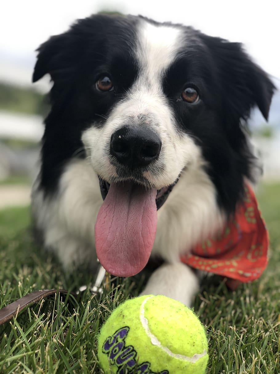 dog, tongue, tennis ball, fetch, happy, cute, domestic, grass, HD wallpaper