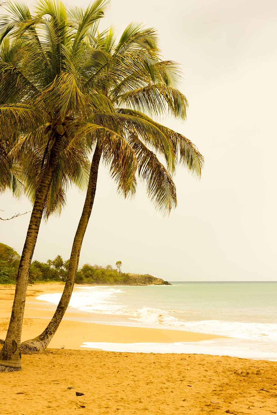 Palm, Beach, Guadeloupe, sea, sand, palm tree, scenics, water HD wallpaper