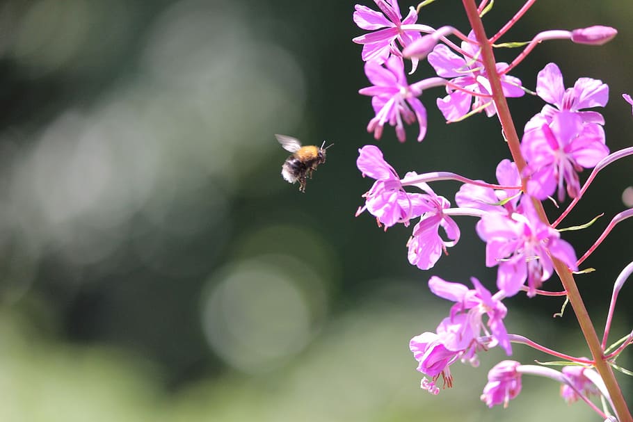 bee, primrose, summer, insects, flower, animal themes, animals in the wild HD wallpaper