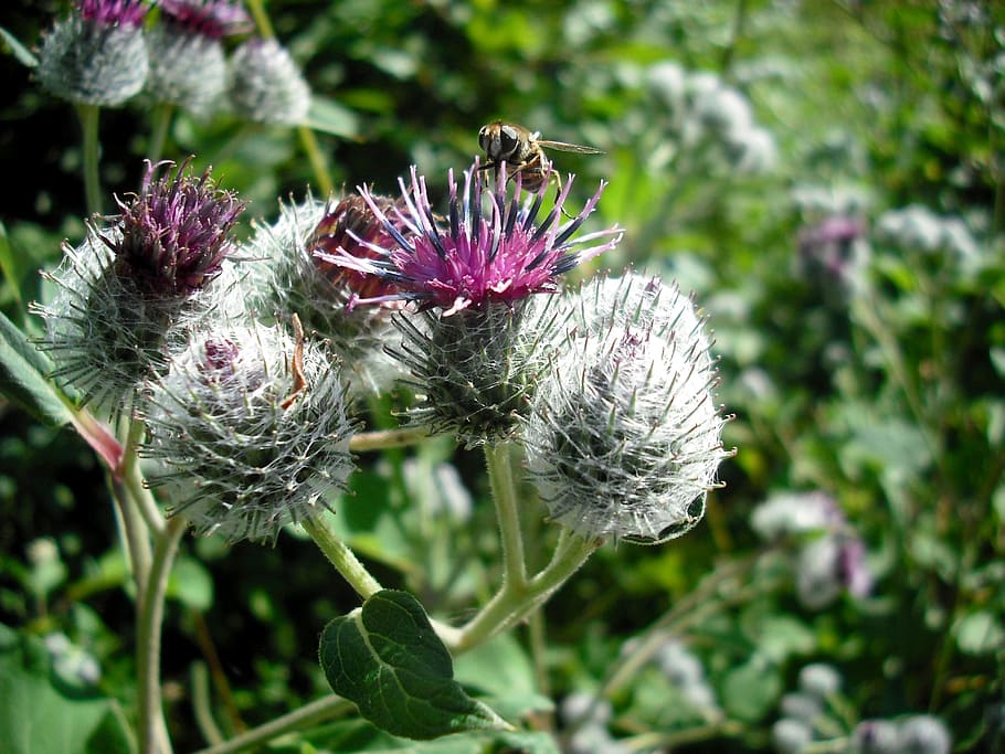 Bee, Macro, Nature, Flower, Insect, summer, flora, thistle HD wallpaper