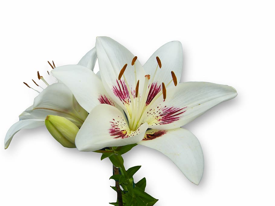 maroon and white flowers, lily, spring, bloom, blossom, open HD wallpaper