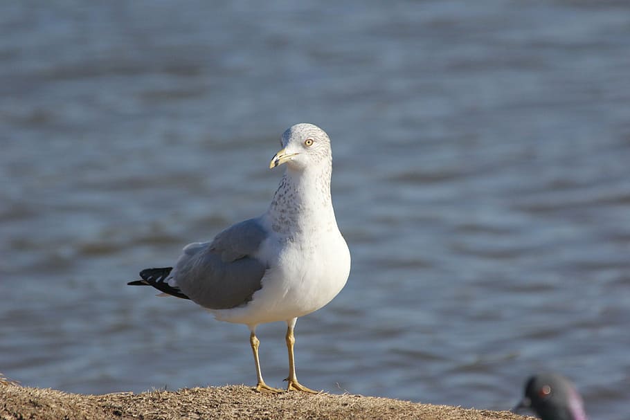 seagull, bird, feather, coast, nature, animals in the wild HD wallpaper