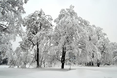 grayscale photography of trees on winter days, white, snow HD wallpaper