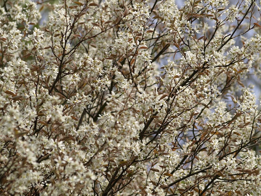 currant tree, blossom, bloom, spring, flowers, plant, flowering plant HD wallpaper