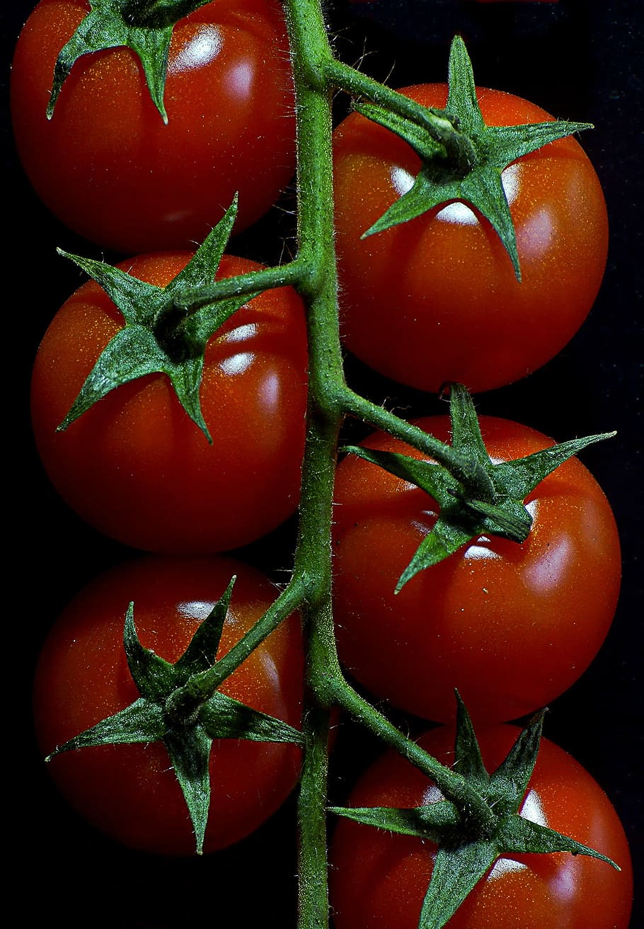 tomatoes, vegetables, red, macro, food, datailaufnahme, garden HD wallpaper