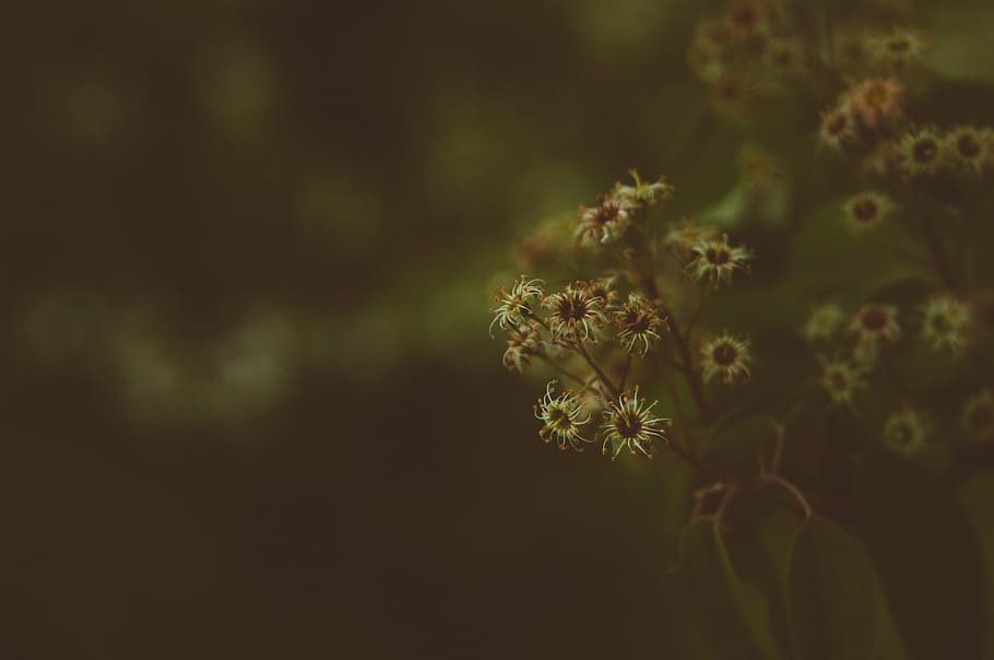 shallow focus photography of yellow flowers, dark, blur, bokeh HD wallpaper