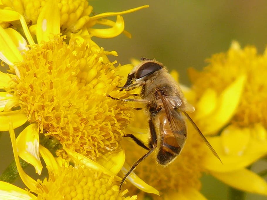 Mist, Bee, Mud, Eristalis Tenax, mist bee, mud bee, hoverfly HD wallpaper