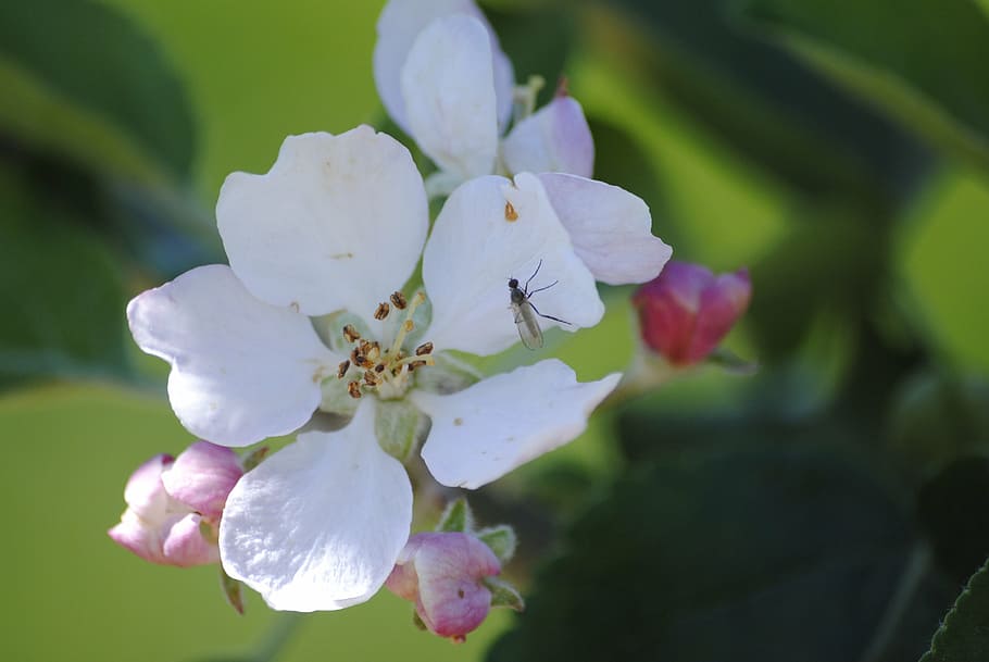apple blossom, insect, closeup, flowering plant, fragility HD wallpaper