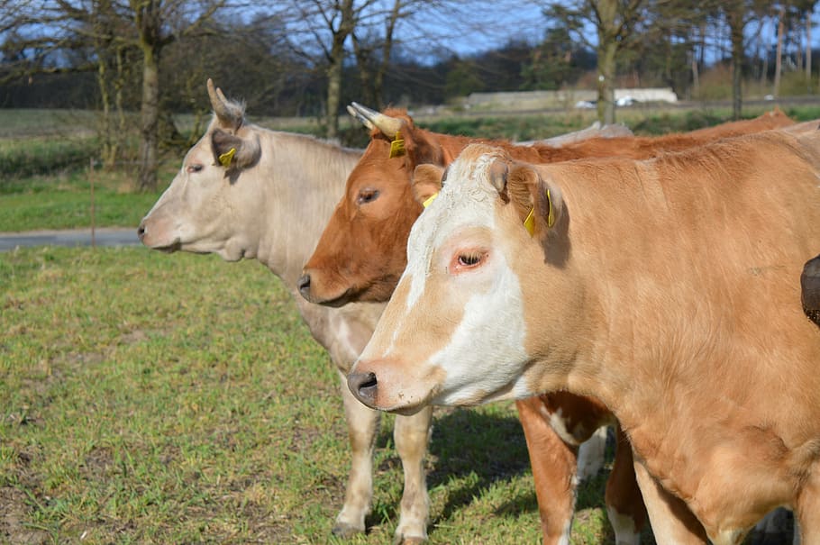 cows, cattle, pasture, coupling, animal themes, mammal, domestic animals HD wallpaper