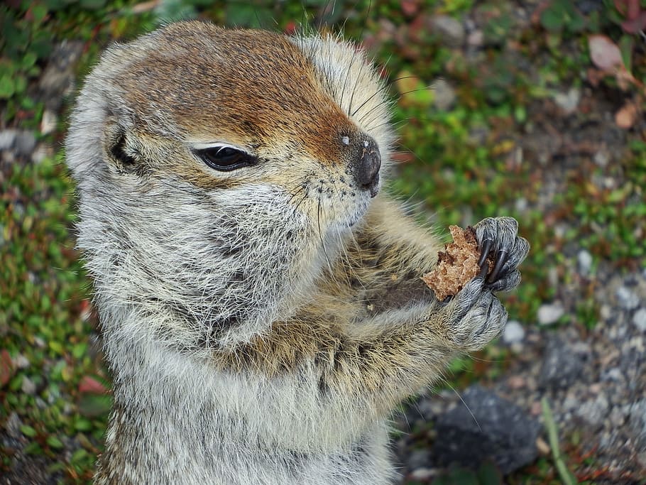 gopher, hamster, the ground, breakfast, rodent, wild animal HD wallpaper