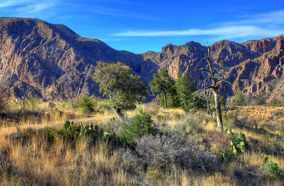 forest trees on field near at mountains, big bend national park, HD wallpaper