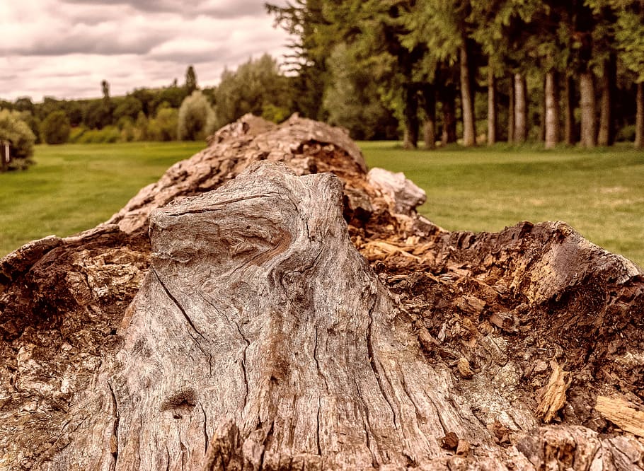 tree, wood, tribe, log, nature, like, concerns, rot, grain HD wallpaper