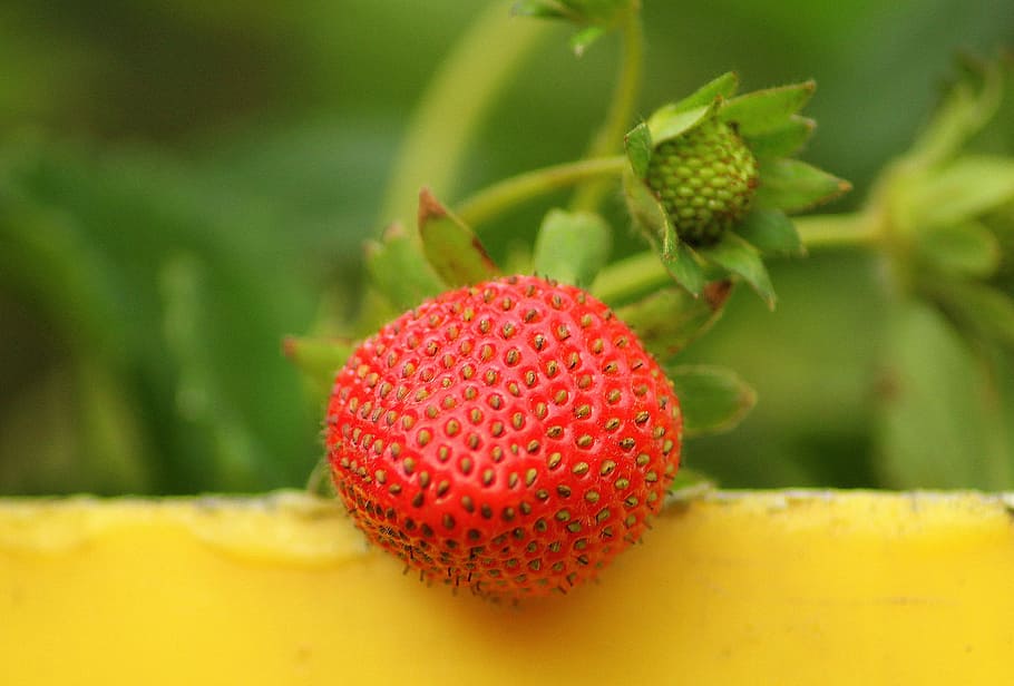 red fruit selective focus photography, strawberry, maturation HD wallpaper