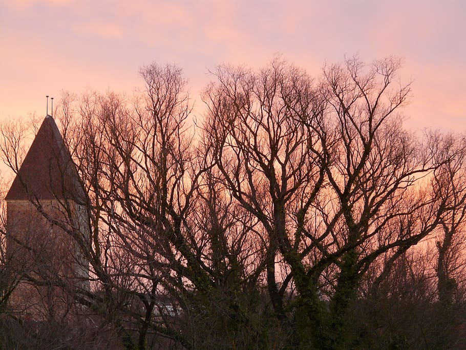 Trees, Branches, Aesthetic, afterglow, nature, landscape, sky HD wallpaper
