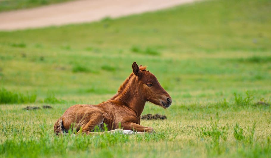 brown pony lying on green grass during daytime, Foal, Horse, Animal