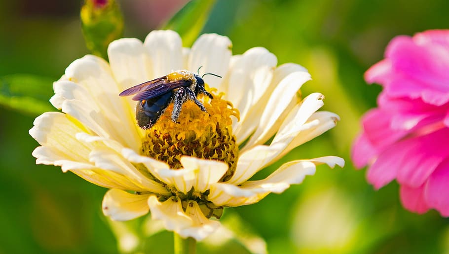 Spring, Flower, Bee, insect, plant, petal, nature, one animal HD wallpaper