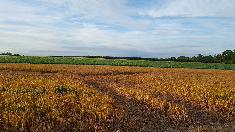 fields, crop, nature, landscape, plant, agriculture, environment HD wallpaper