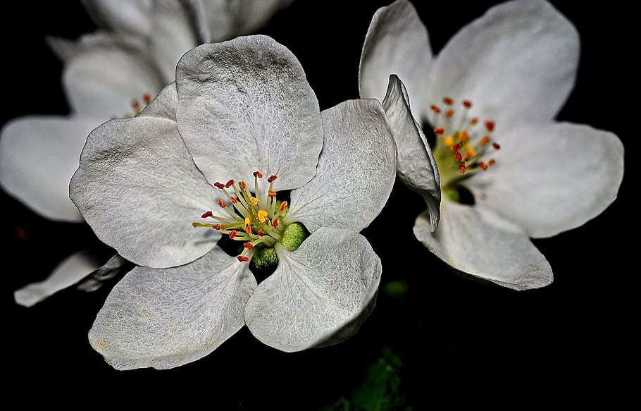 blossoms, apple, spring, nature, tree, flower, bloom, plant HD wallpaper