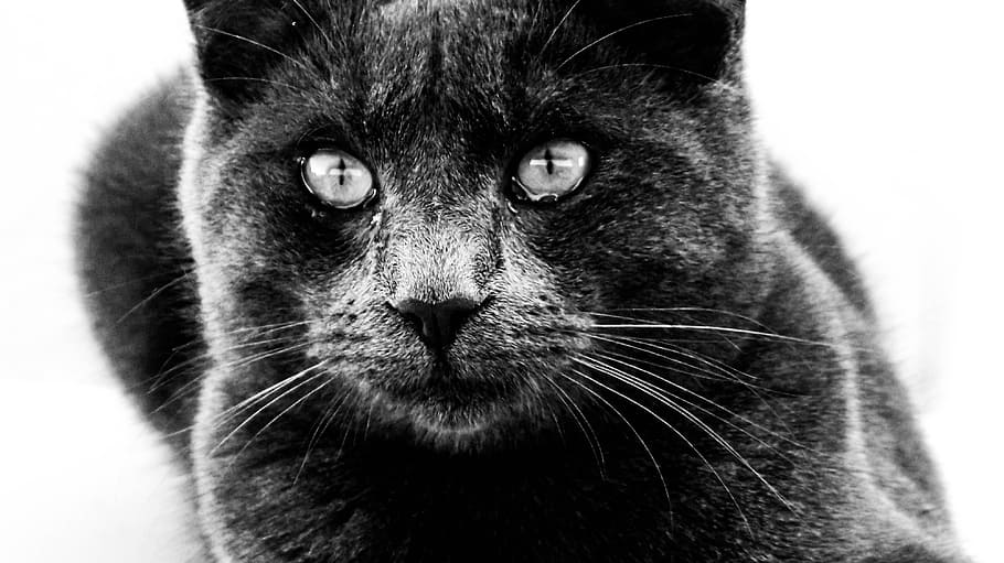 cat, close-up, b, kitten, cute, domestic, kitty, portrait, feline HD wallpaper