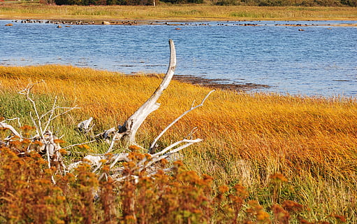 marsh, vegetation, fall, nature, tree, estuary, water, plant HD wallpaper