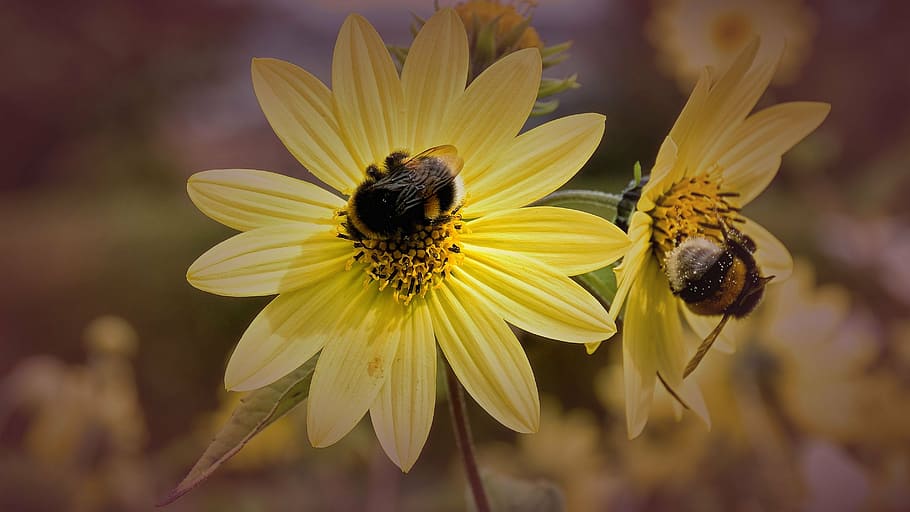 bees, blossom, bloom, close, filter effect, yellow, violet HD wallpaper