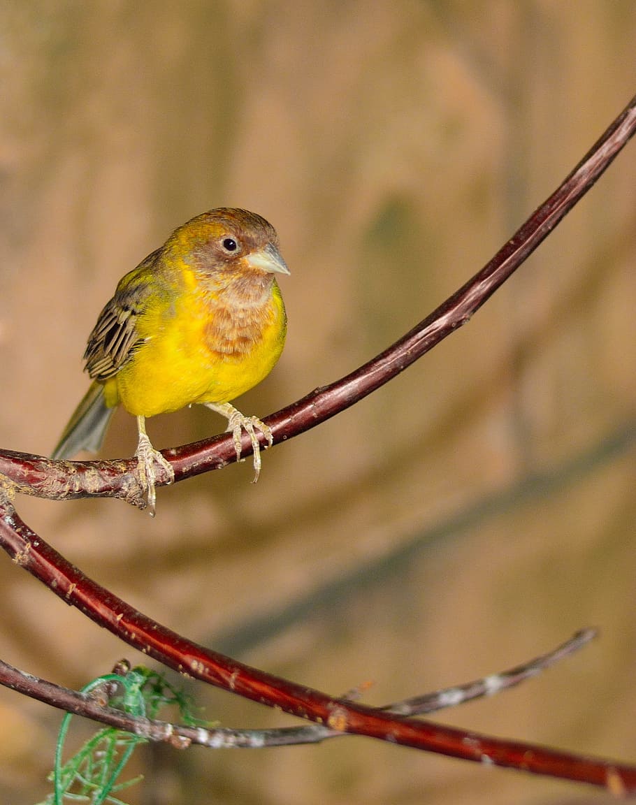 Finch, Bird, Fly, Wings, Feather, wildlife, beak, dom, outdoor HD wallpaper