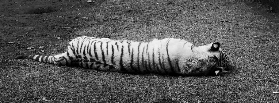 white tiger, black and white, siesta, relax, sleeping, rear view, HD wallpaper