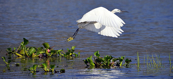 white, heron, whooper, wild, bird, wildlife, egret, inle, lake HD wallpaper