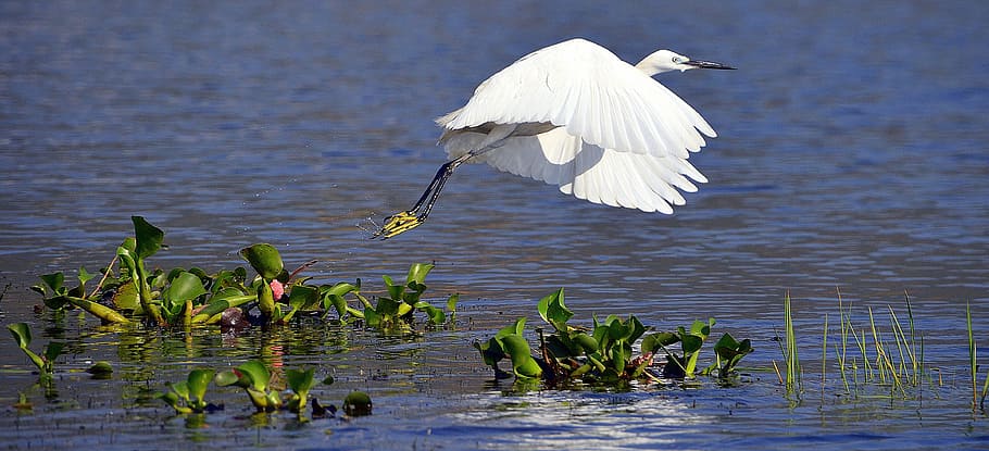 white, heron, whooper, wild, bird, wildlife, egret, inle, lake HD wallpaper