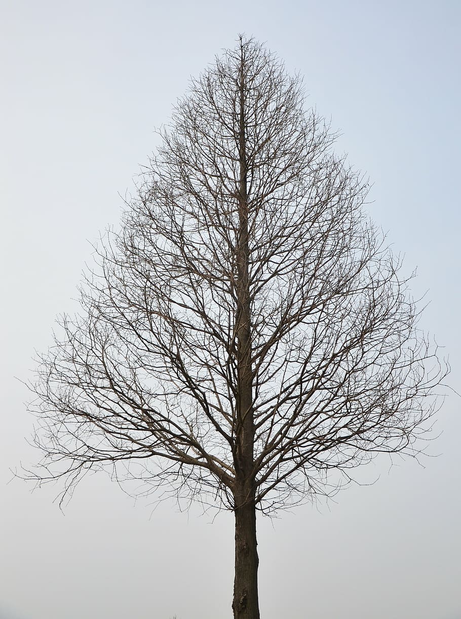 standing bare tree photo, withered, branch, winter, no leaves HD wallpaper