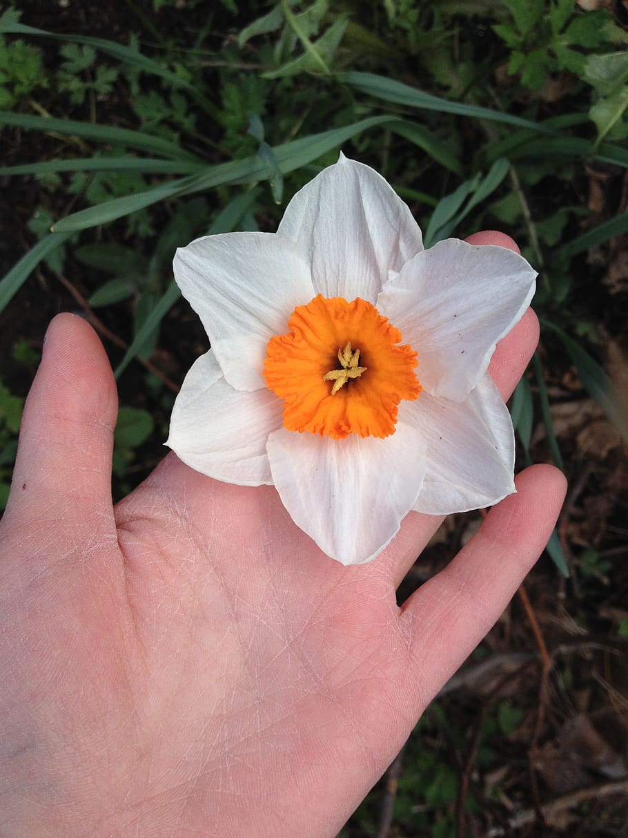 narcissus, spring flower, hand, flowering plant, freshness HD wallpaper