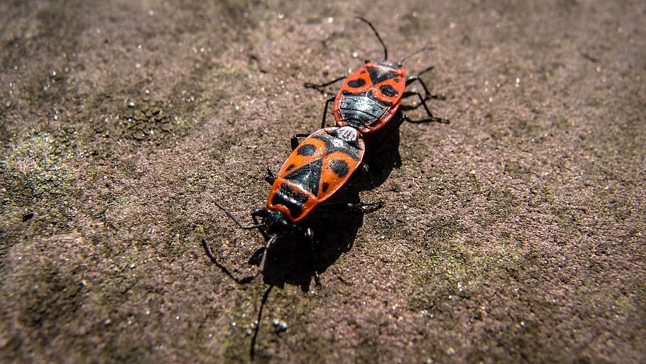 beetle, insect, macro, red beetle, close, stone, nature, symbol HD wallpaper