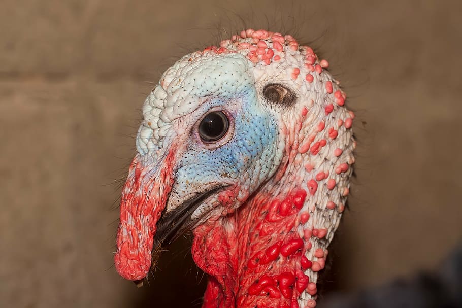 turkey, ave, blue, feathers, colorful, peacock, animal, colors HD wallpaper
