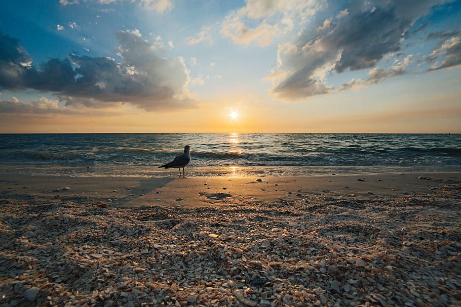 sea, dawn, nature, sky, avian, beach, bird, clouds, dusk, gull HD wallpaper
