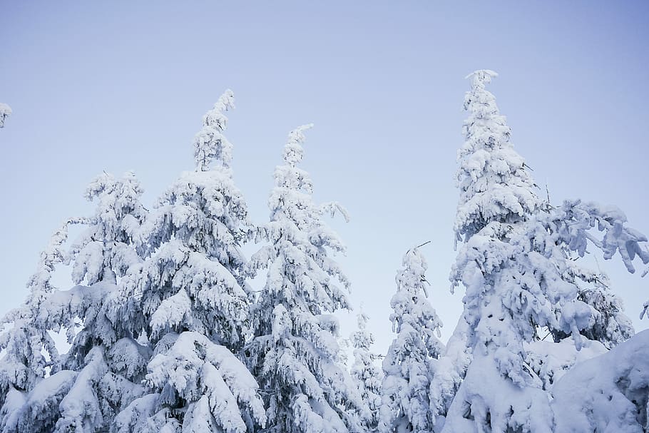 Snowy Trees and Blue Cloudless Sky, cold, forest, minimalism
