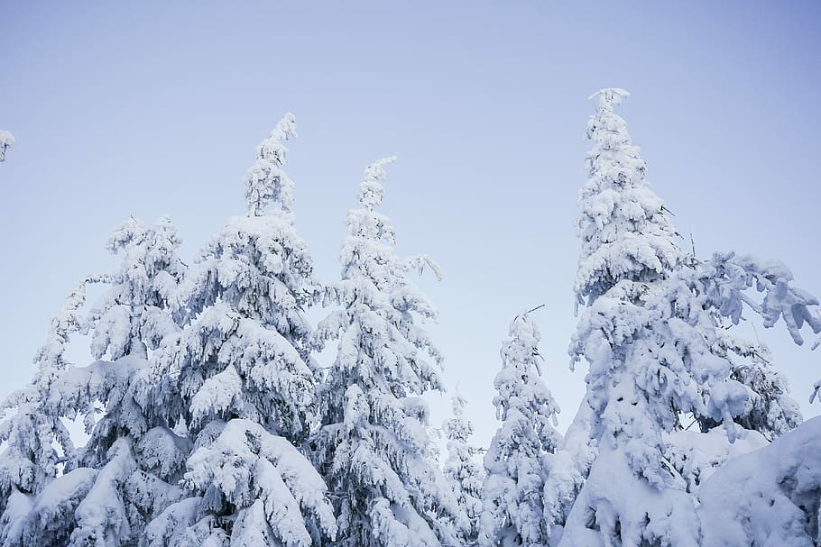 Snowy Trees and Blue Cloudless Sky, cold, forest, minimalism HD wallpaper