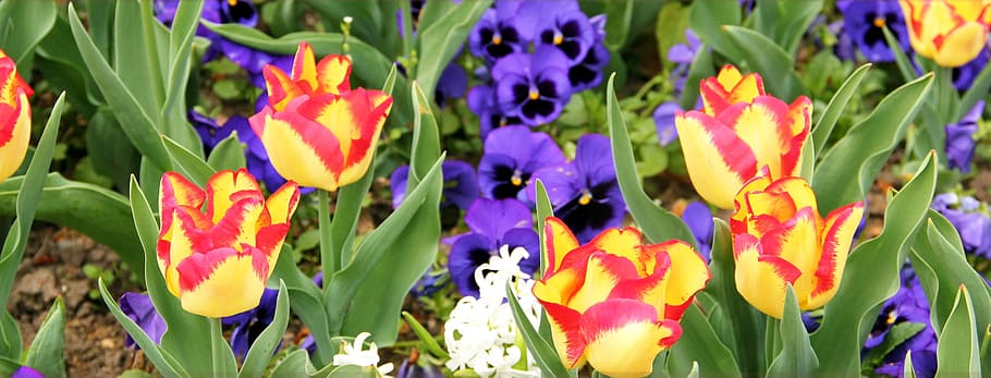 spring, cologne, tulip, flower, nature, floral, season, natural HD wallpaper
