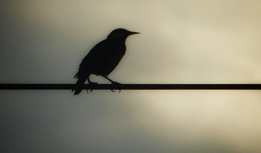 crow, morning, wire, seeing, sky, one animal, animal themes HD wallpaper