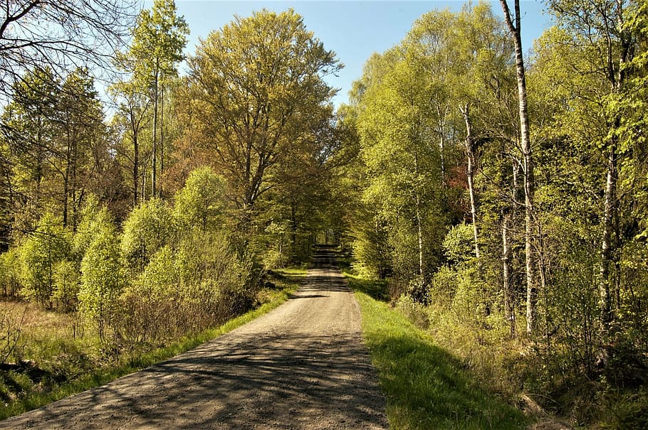 tree, forest, summer, road, dirt road, sweden, outdoor, sunlight HD wallpaper
