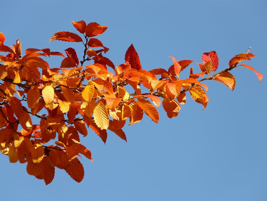 red leaves, autumn, forest, tree, branch, leaf, colorful, autumn forest HD wallpaper