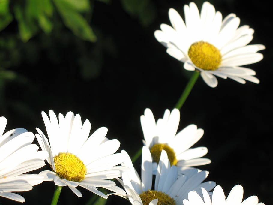 Flower, Flora, Daisy, White, flowers, black, sunny, spring HD wallpaper