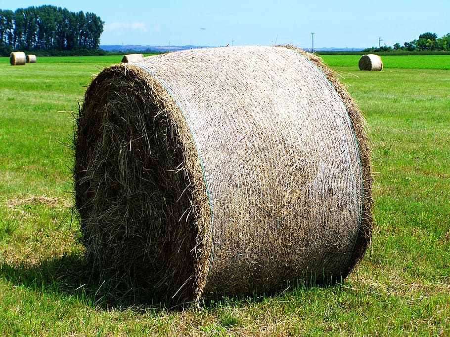 hay bale, forage, mown field, agriculture, rural Scene, farm, HD wallpaper