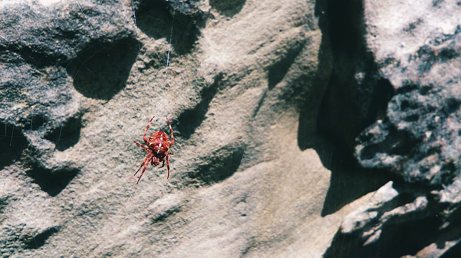 rock, spider, spider web, invertebrate, animal wildlife, animal themes HD wallpaper