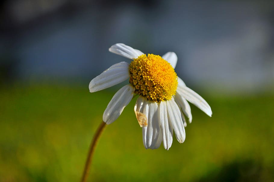 daisy, flower, nature, artifact, green, yellow, meadow, yellow flower HD wallpaper