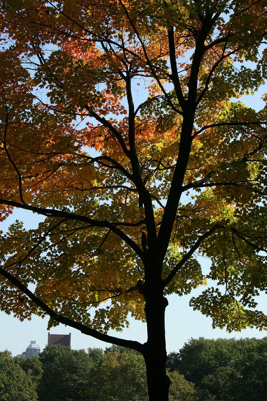 Tree, Nature, Foliage, Branches, leaves, woods, forest, environment HD wallpaper