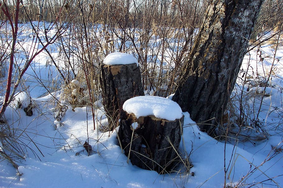 Snow, Stump, Tree, Winter, Wood, Coppice, undergrowth, forest HD wallpaper