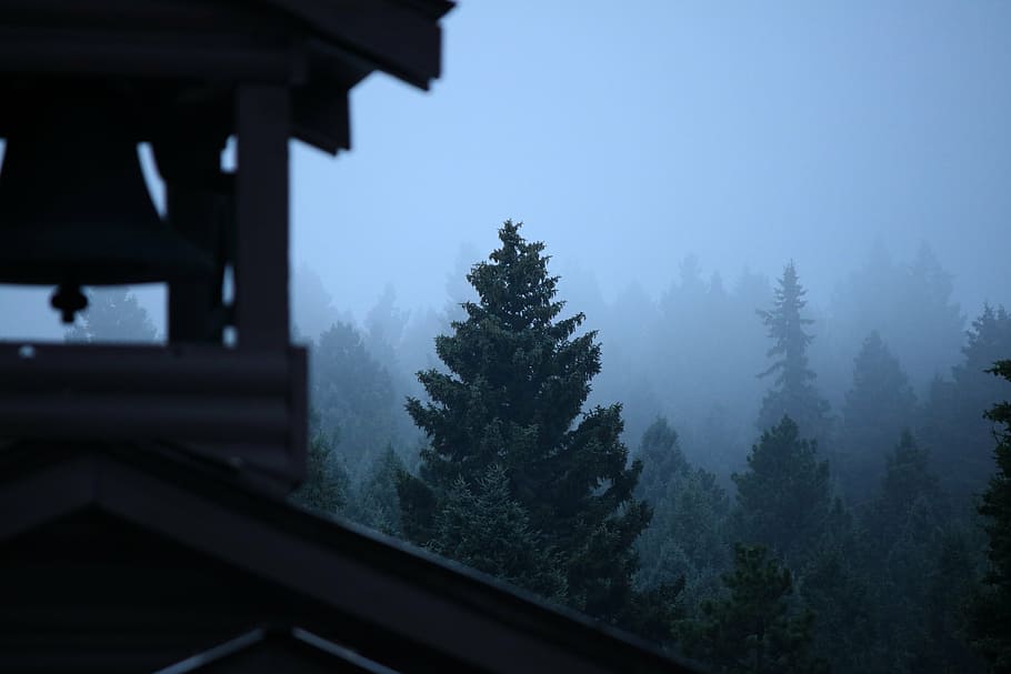 fog, tree, evergreen, forest, haze, bell, nature, mountain HD wallpaper