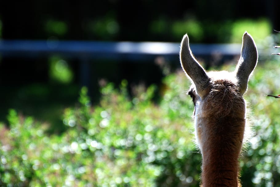 lama, animals, llama, scout, cute, animal life, zoo, animal themes HD wallpaper